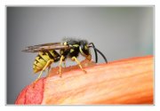 Wespenplage: Kammerjäger-Vergleich kann sich lohnen