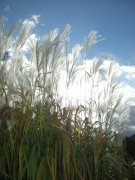 Keine Grenzabstandsvorschriften für Exotische Gewächse