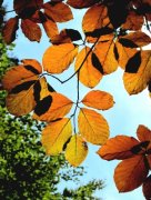 Herbstzeit: Gefahren durch Laubfall