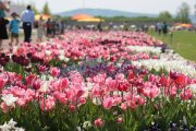 Top-Event nicht nur für Gartenfreunde: BUGA 2011