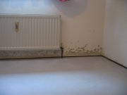 Tipp für Bauherren: Schimmel keimt im feuchten Bau