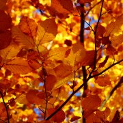 Tipp für Vermieter: Regenrinnen-Kontrolle im Herbst