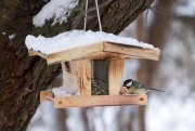 Vögel füttern erlaubt - aber ohne Beeinträchtigung für die Nachbarn